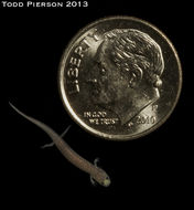 Image of Patch-nosed Salamander