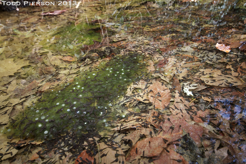 Image of Wood Frog