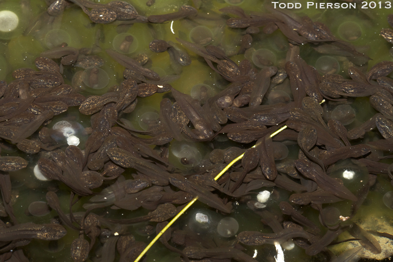 Image of Wood Frog