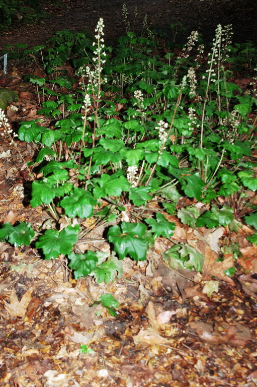 Image of Jill of the rocks