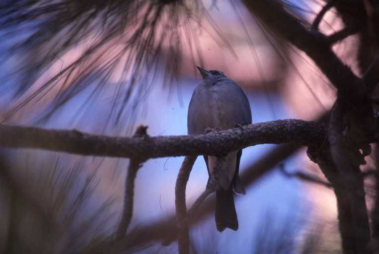 Image of Blue Chaffinch