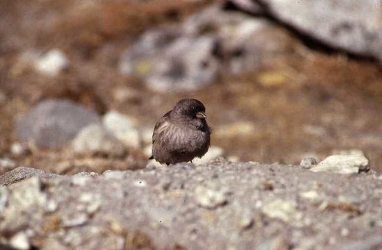 Image of Black-headed Mountain-Finch