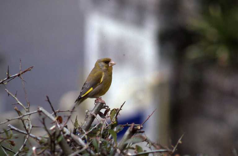 Image of European Greenfinch