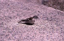 Image of Snow Finch