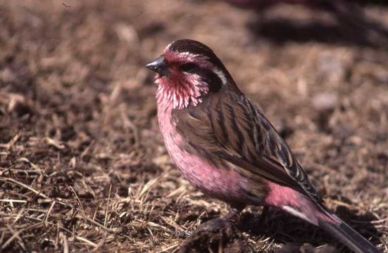 Image of Himalayan White-browed Rosefinch