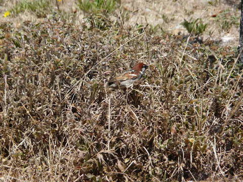 Image of Italian Sparrow