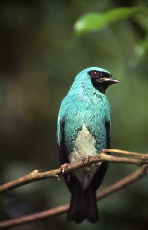 Image of Swallow Tanager