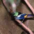 Image of Seven-colored Tanager