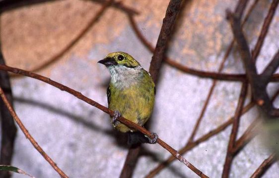 Image of Silver-throated Tanager