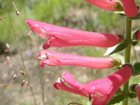 Image of Lamourouxia viscosa Kunth