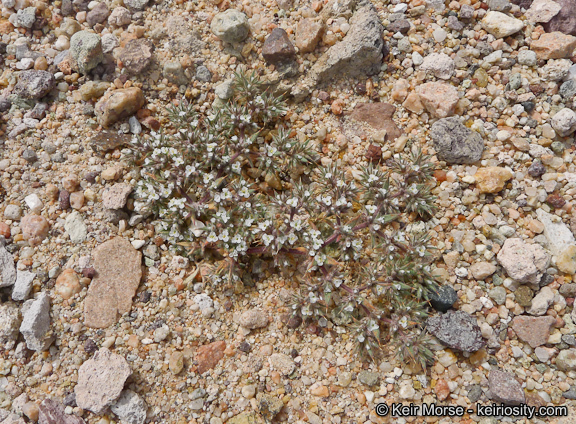 Image of Mojave spineflower