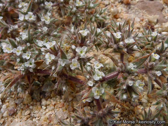 Image of Mojave spineflower