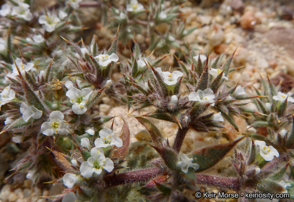 Image of Mojave spineflower