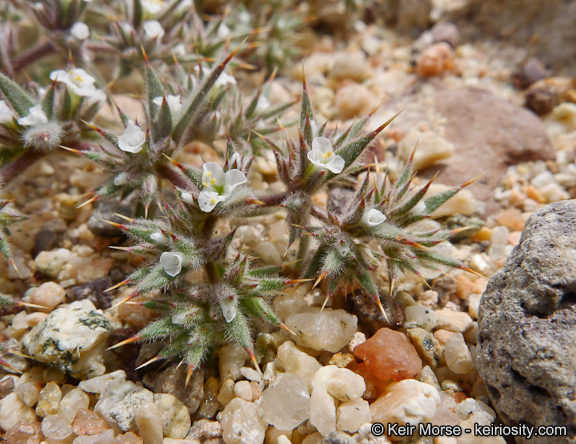 Image of Mojave spineflower