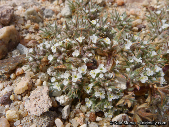 Image of Mojave spineflower