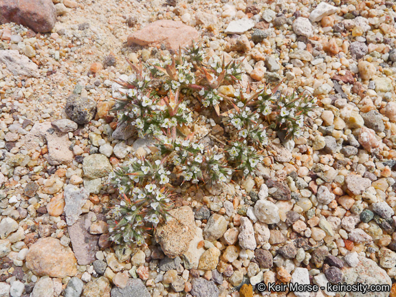 Image of Mojave spineflower