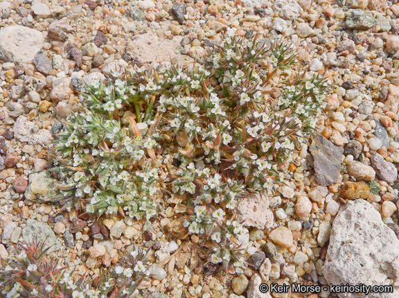 Image of Mojave spineflower