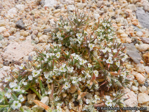 Image of Mojave spineflower