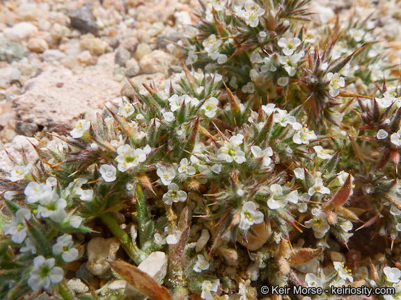 Image of Mojave spineflower