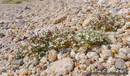 Image of Mojave spineflower