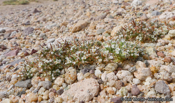 Image of Mojave spineflower