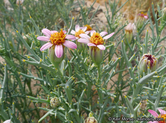 Image of Mojave hole-in-the-sand plant