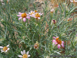 Image of Mojave hole-in-the-sand plant