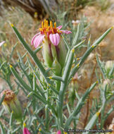 Image of Mojave hole-in-the-sand plant