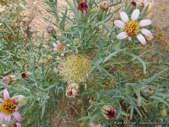 Image of Mojave hole-in-the-sand plant