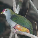 Image of Beautiful Fruit Dove