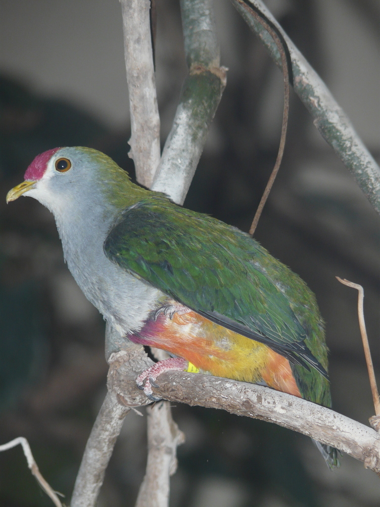 Image of Beautiful Fruit Dove