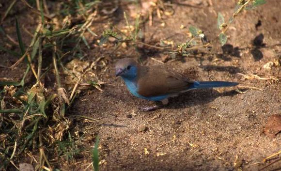 Image of Blue Waxbill