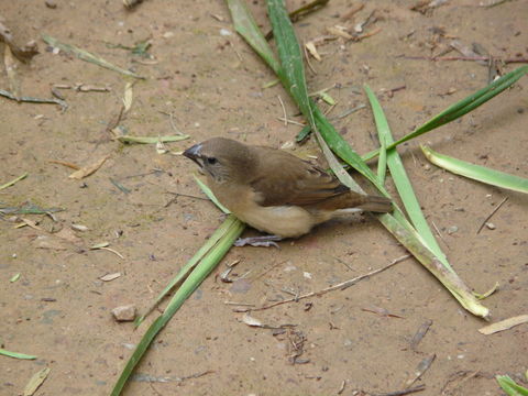 Image of Chestnut-breasted Mannikin