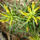 Image of Mogollon Mountain lousewort