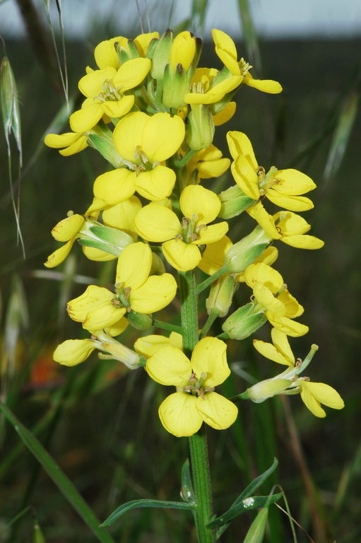 Image of island wallflower