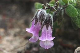 Imagem de Lepechinia fragrans (Greene) Epling