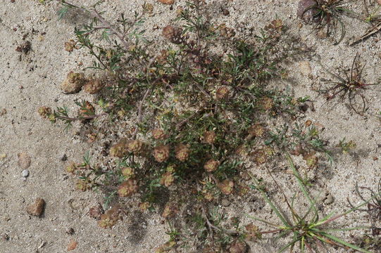 Image of veiny pepperweed