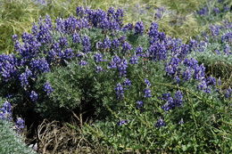 Image of Chamisso bush lupine