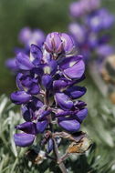 Image of Chamisso bush lupine