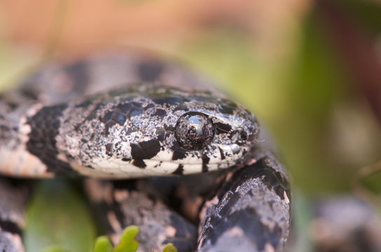 Image of Cloudy Snail-eating Snake