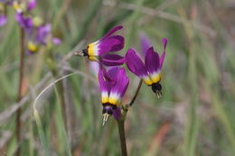 Image of <i>Primula clevelandii</i>