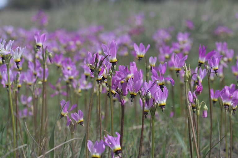 Image of <i>Primula clevelandii</i>