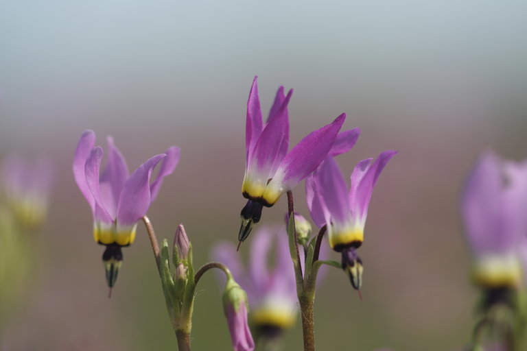 Image of <i>Primula clevelandii</i>