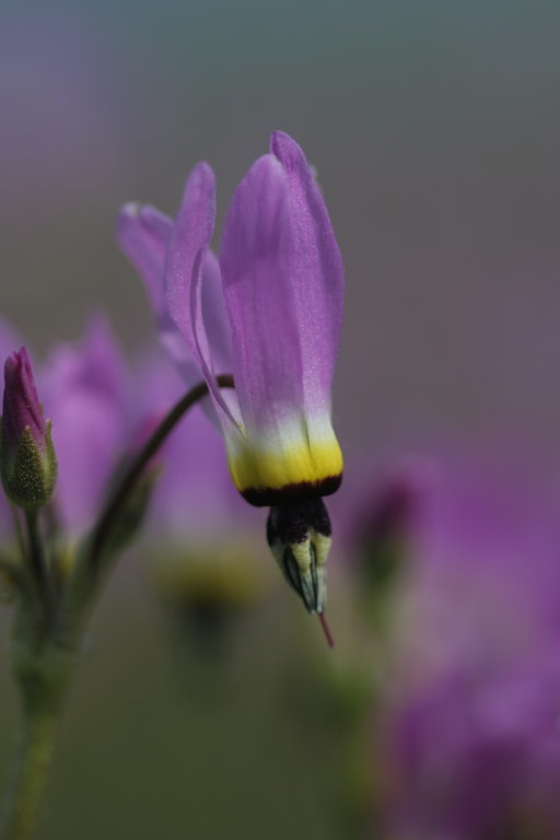 Image of <i>Primula clevelandii</i>