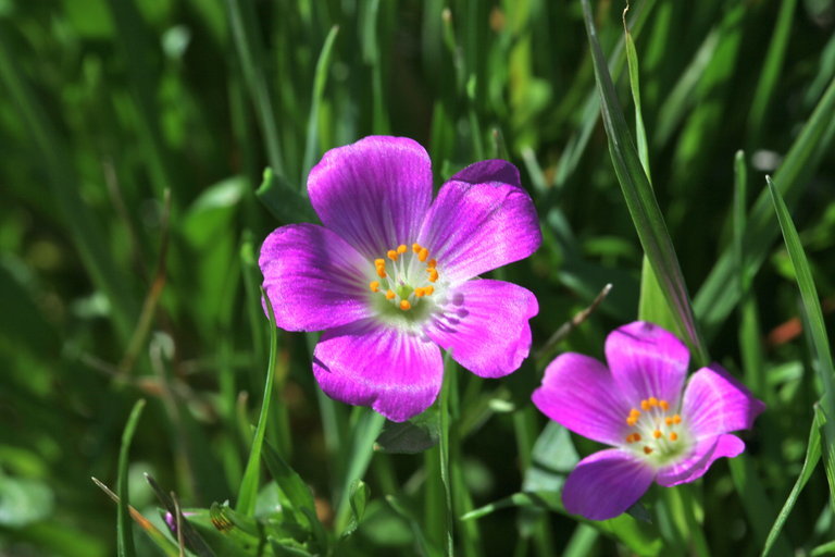 Plancia ëd Calandrinia ciliata (Ruiz & Pavon) DC.