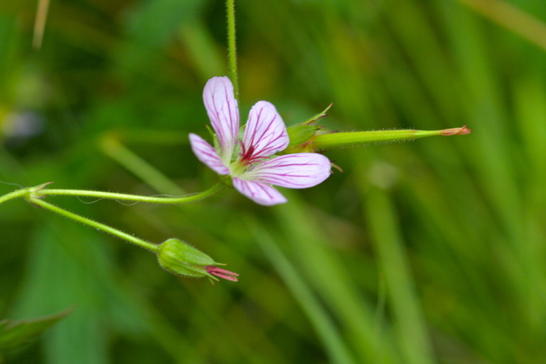 Image of California cranesbill