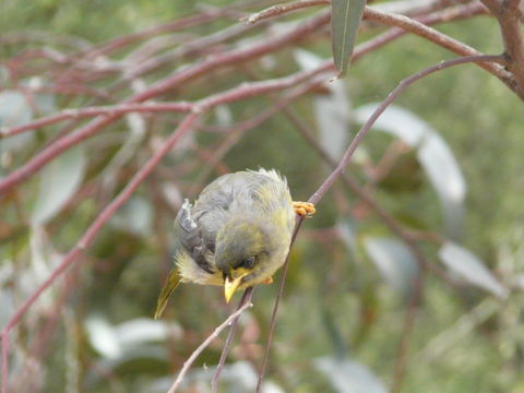 صورة Manorina melanophrys (Latham 1801)