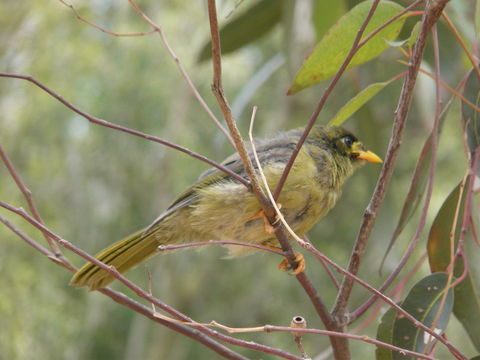 Image of Bell Miner