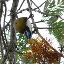 Image of Blue-faced Honeyeaters