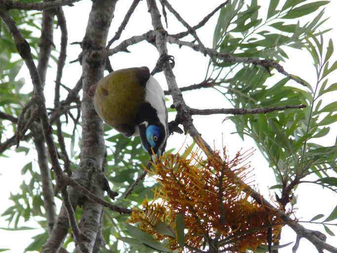 Image of Blue-faced Honeyeater